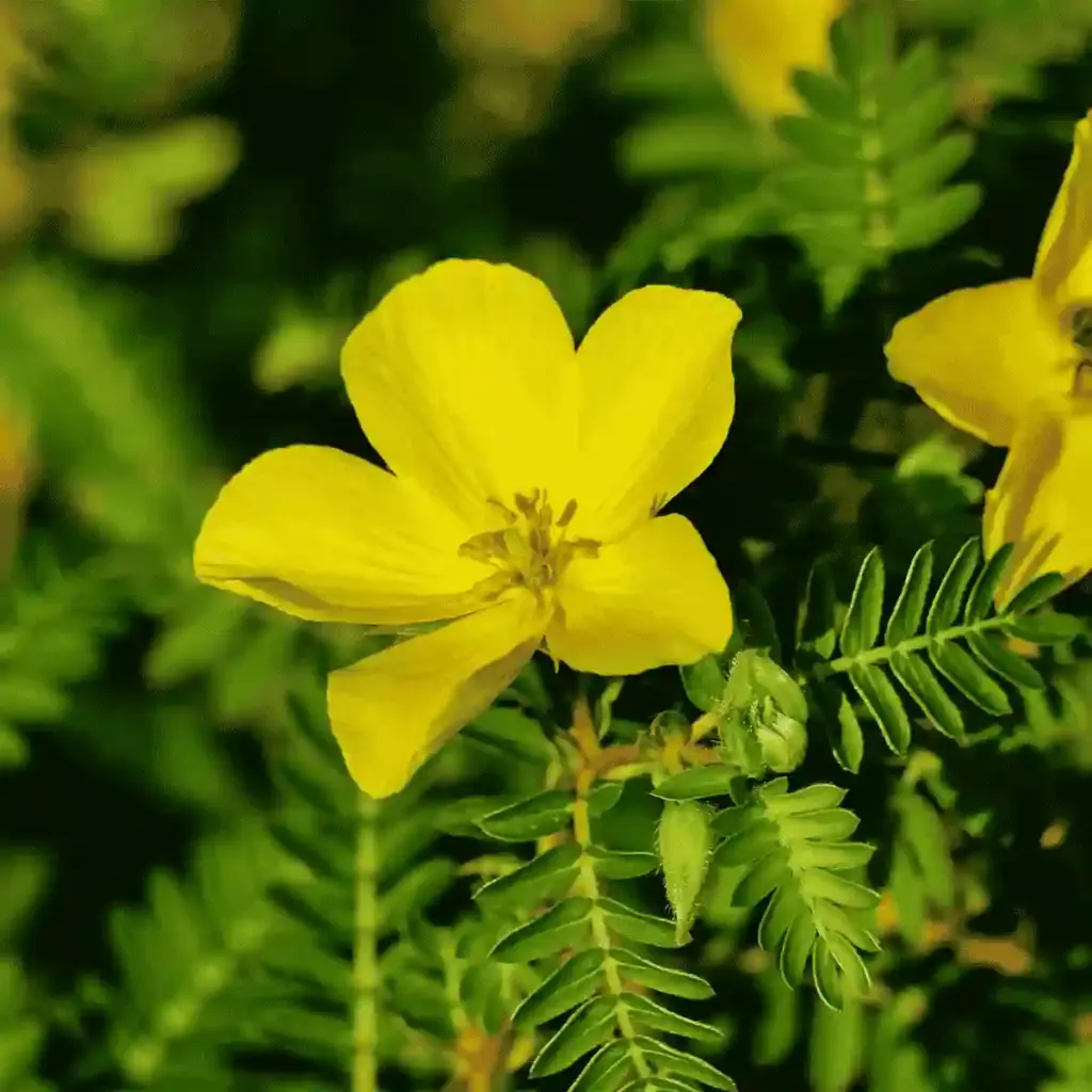tribulus-terrestris