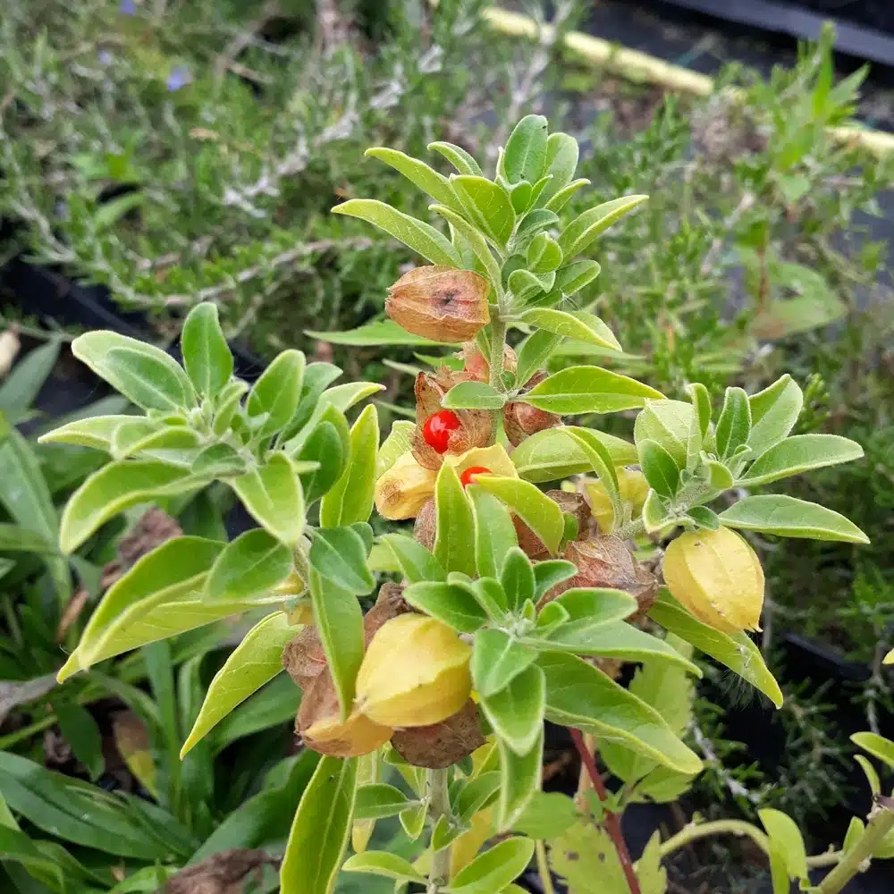 ashwagandha