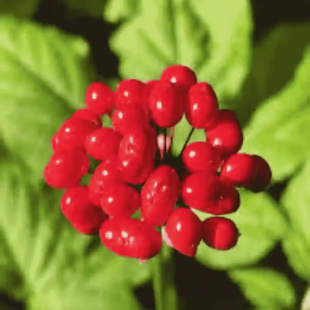 panax ginseng